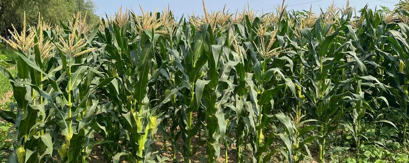 哪些玉米产量高,MC670创造了我国单产最高纪录