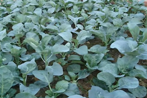 冬天可以种植芥蓝吗，是可以在冬天种植芥蓝的