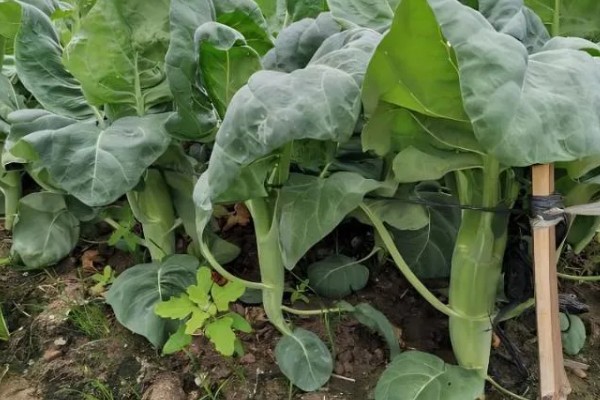 冬天可以种植芥蓝吗，是可以在冬天种植芥蓝的