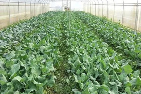 冬天可以种植芥蓝吗，是可以在冬天种植芥蓝的