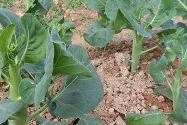 冬天可以种植芥蓝吗，是可以在冬天种植芥蓝的