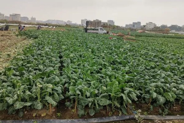 冬天可以种植芥蓝吗，是可以在冬天种植芥蓝的