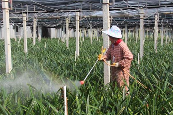 叶面施肥的注意事项，液体肥料的浓度要合理