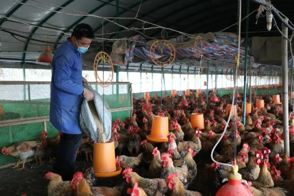 怎么让鸡多下蛋，以下4个措施可增加产蛋量