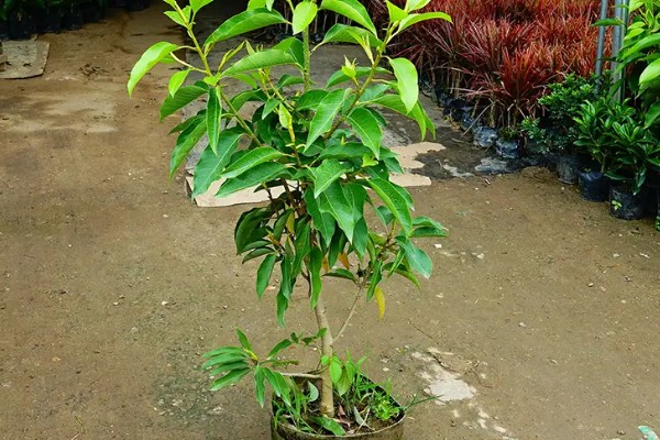 怎么养白兰花，每天提供4-6小时直射光