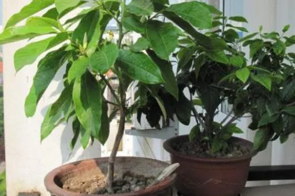 怎么养白兰花，每天提供4-6小时直射光