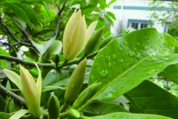 怎么养白兰花，每天提供4-6小时直射光