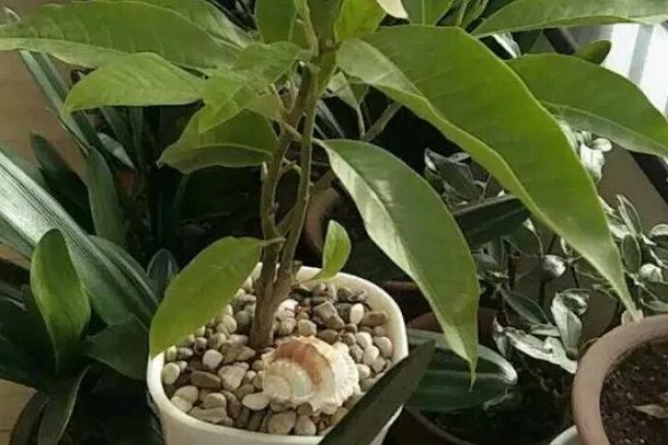 怎么养白兰花，每天提供4-6小时直射光