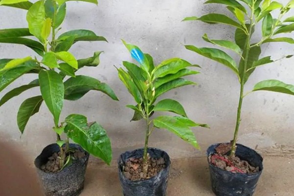 怎么养白兰花，每天提供4-6小时直射光