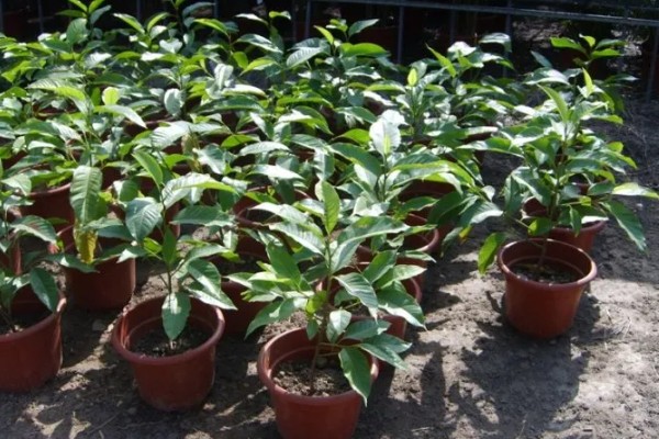 怎么养白兰花，每天提供4-6小时直射光