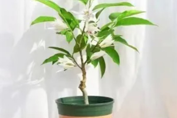 怎么养白兰花，每天提供4-6小时直射光