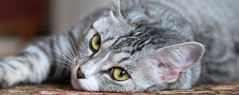 猫打喷嚏的原因，可能是环境的气味异常所致