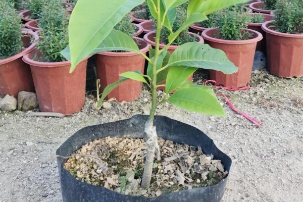 怎么养白兰花，每天提供4-6小时直射光