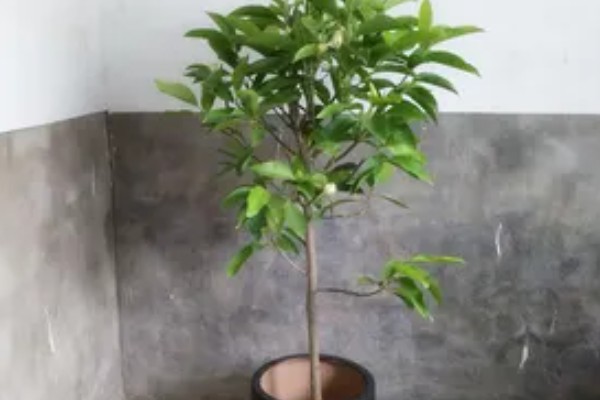 怎么养白兰花，每天提供4-6小时直射光