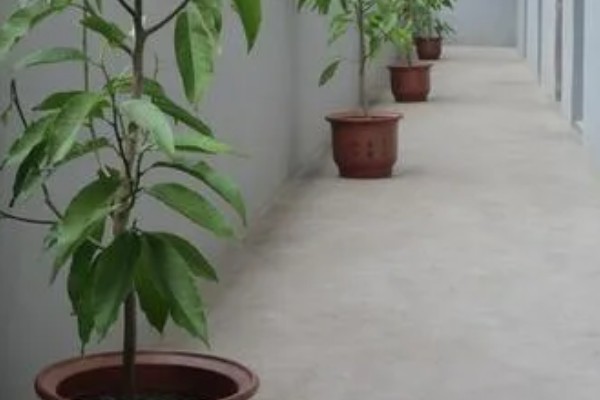 怎么养白兰花，每天提供4-6小时直射光