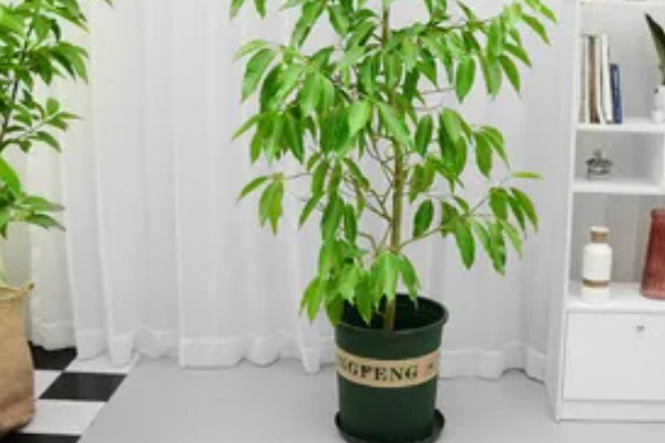 怎么养白兰花，每天提供4-6小时直射光