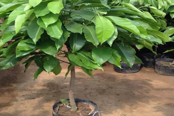 怎么养白兰花，每天提供4-6小时直射光