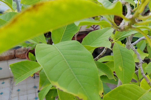 怎么养白兰花，每天提供4-6小时直射光