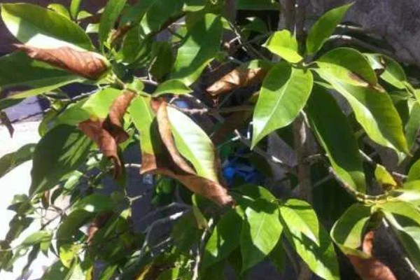 怎么养白兰花，每天提供4-6小时直射光