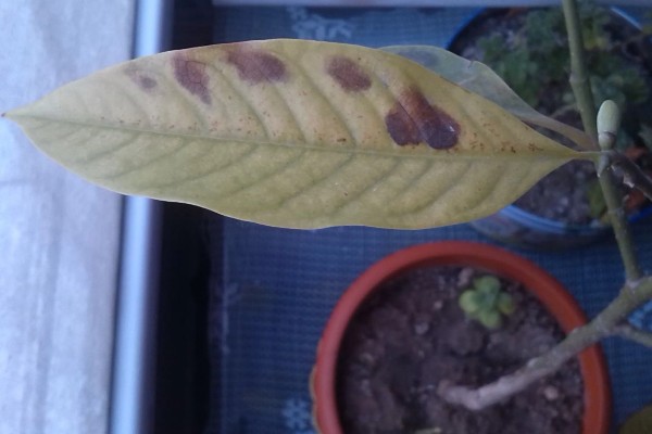 怎么养白兰花，每天提供4-6小时直射光