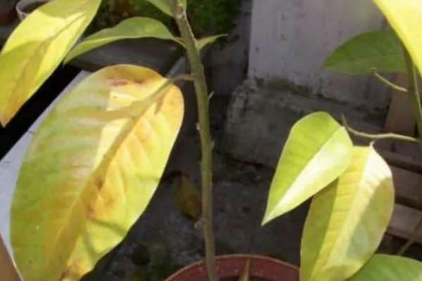 怎么养白兰花，每天提供4-6小时直射光