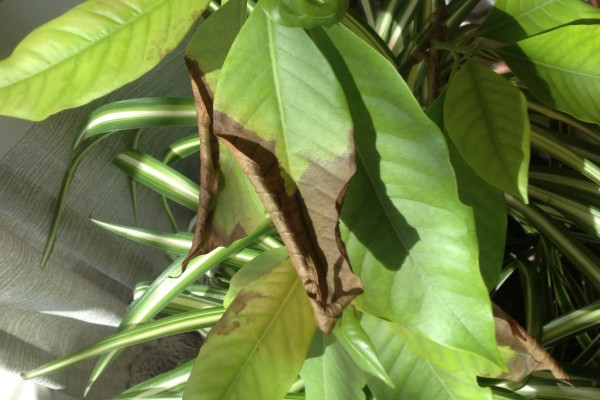 怎么养白兰花，每天提供4-6小时直射光