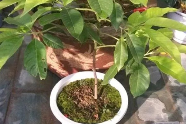 怎么养白兰花，每天提供4-6小时直射光