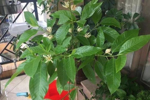 怎么养白兰花，每天提供4-6小时直射光