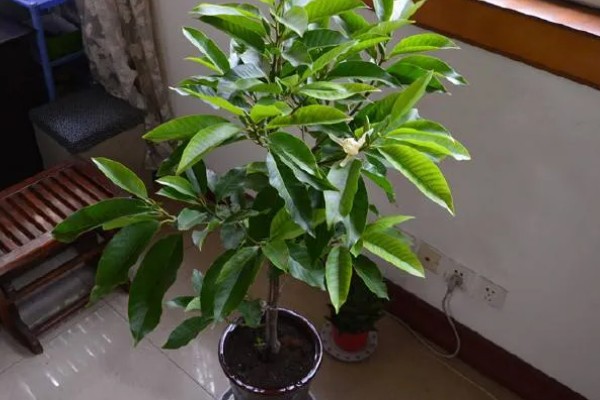 怎么养白兰花，每天提供4-6小时直射光