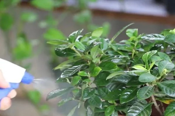 如何处理栀子花上的虫，可以用清水冲洗