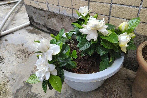 如何处理栀子花上的虫，可以用清水冲洗
