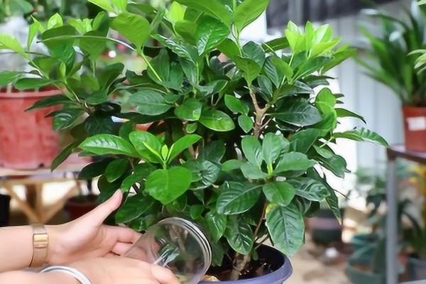 如何处理栀子花上的虫，可以用清水冲洗