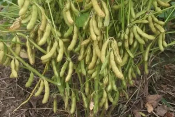 中黄37大豆种介绍，株高83.8cm