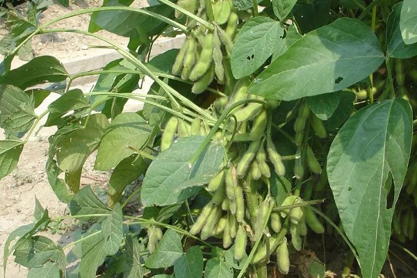 中黄37大豆种介绍，株高83.8cm