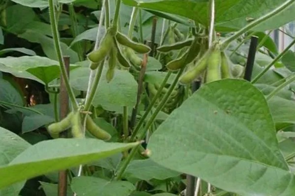 中黄37大豆种介绍，株高83.8cm