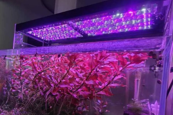 鱼缸uv灯对鱼的伤害大吗，使用不当会影响鱼的健康