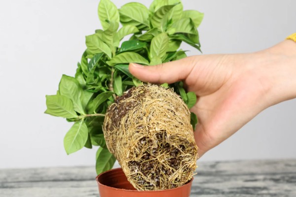 如何处理栀子花上的虫，可以用清水冲洗