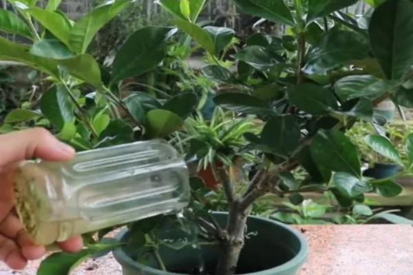 如何处理栀子花上的虫，可以用清水冲洗