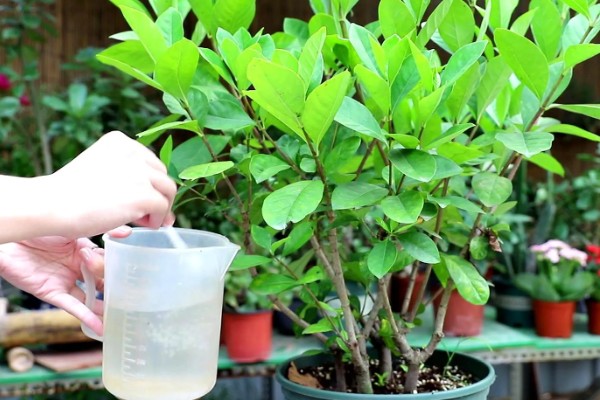 如何处理栀子花上的虫，可以用清水冲洗