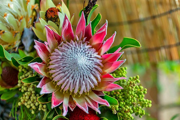 帝王花的花语，寓意胜利、圆满