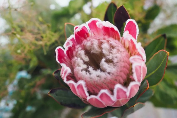 帝王花的花语，寓意胜利、圆满