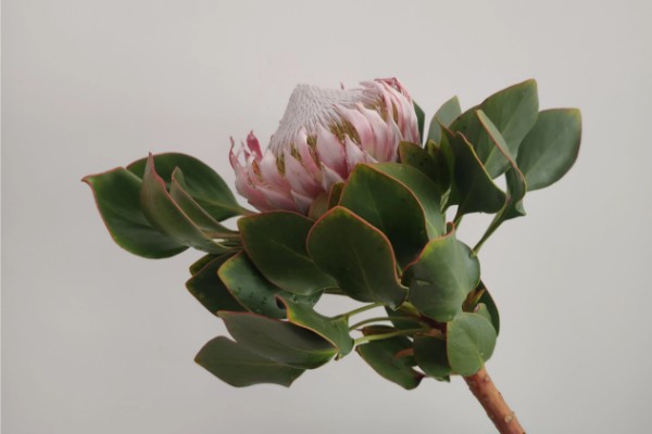 帝王花的花语，寓意胜利、圆满