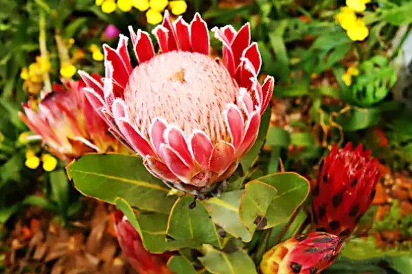 帝王花的花语，寓意胜利、圆满