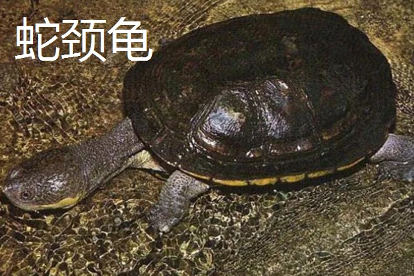 蛇颈龟和长颈龟有什么区别,体型和颈部均不同