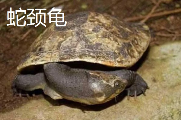 蛇颈龟和长颈龟有什么区别,体型和颈部均不同