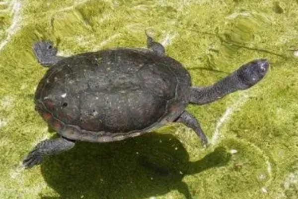 蛇颈龟和长颈龟有什么区别,体型和颈部均不同