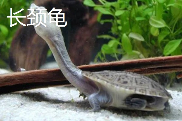 蛇颈龟和长颈龟有什么区别,体型和颈部均不同