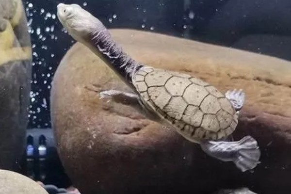 蛇颈龟和长颈龟有什么区别,体型和颈部均不同