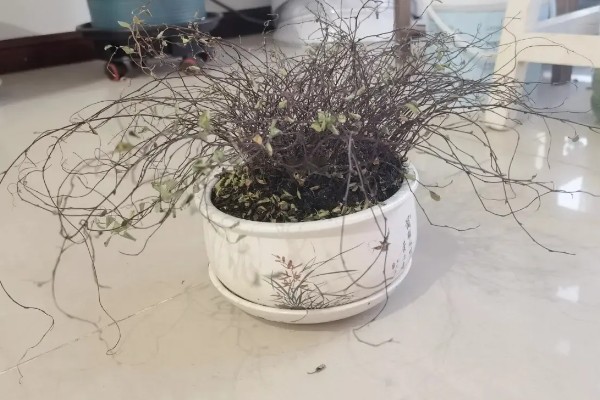 千叶吊兰的养殖方法，喜爱凉爽的生长环境