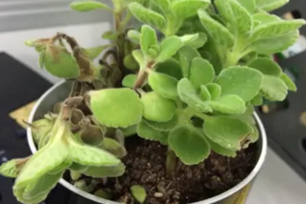 一抹香的换盆方式，修剪烂根经过消毒后再栽入新土中